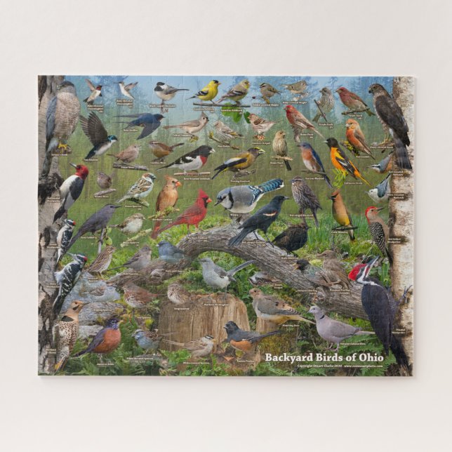 Hinterhofvögel im Ohio-Puzzle Puzzle (Horizontal)