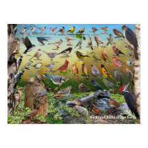 Hinterhofvögel im Osten