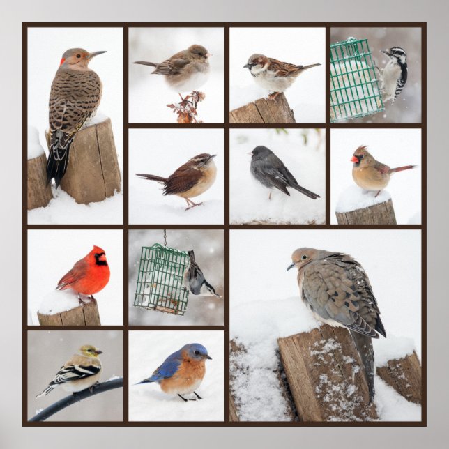Hinterhofvögel im Schnee Poster (Vorne)