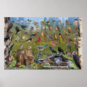 Hinterhofvögel im südlichen Onario Poster