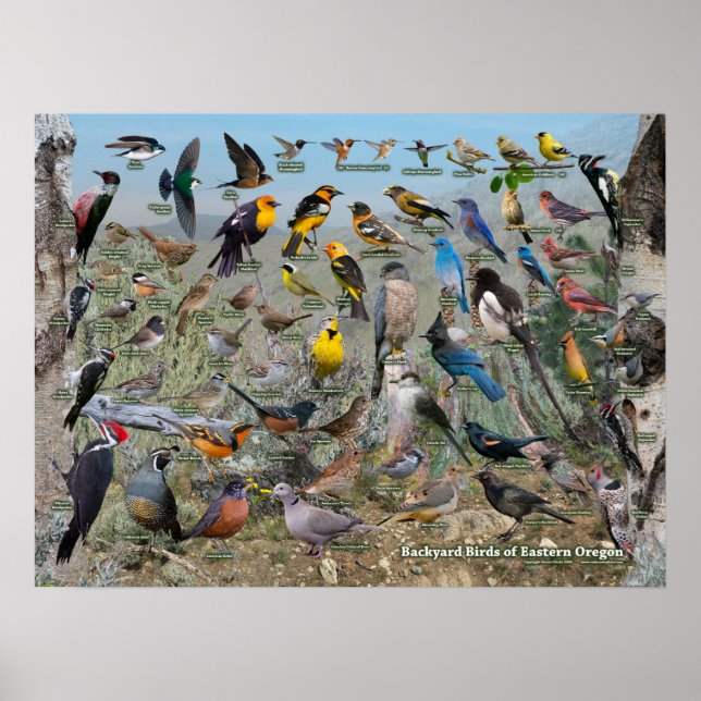 Hinterhofvögel in Oregon Poster (Vorne)