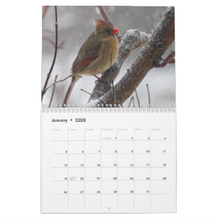 Hinterhofvögel Kalender