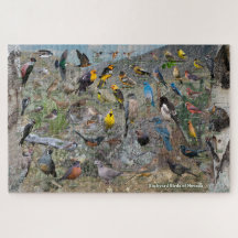 Hinterhofvögel von Nevada