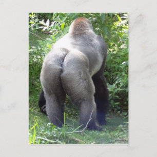 Hinterseite von Gorilla Postkarte