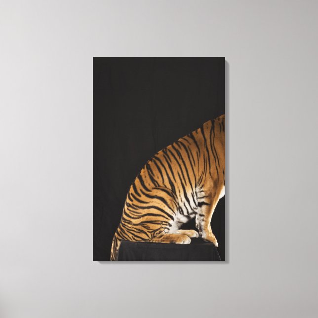 Hinterteil des Tigers auf Plattform Leinwanddruck (Vorderseite)