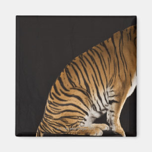 Hinterteil des Tigers auf Plattform Magnet