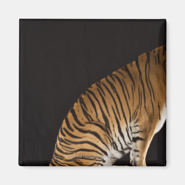 Hinterteil des Tigers auf Plattform Magnet (Vorne)