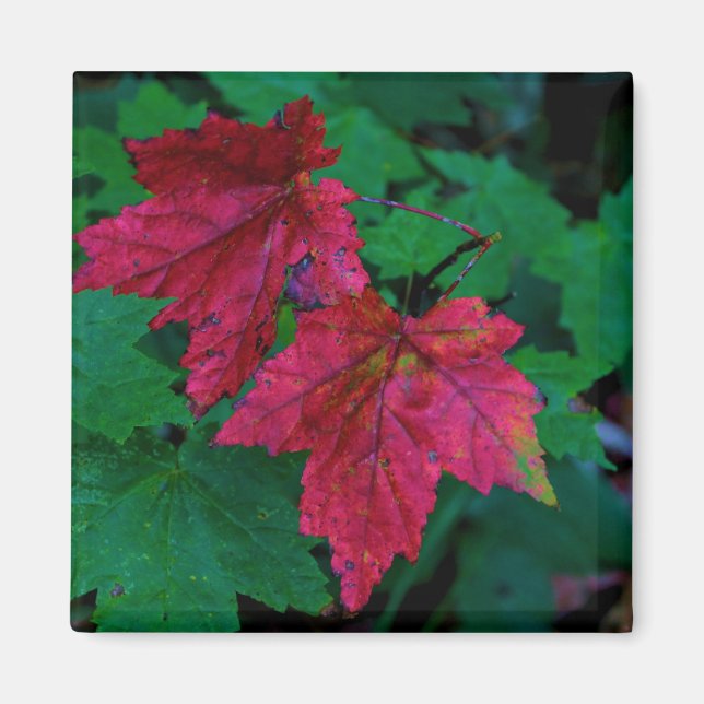 Hinweis auf den Herbst Magnet (Vorne)