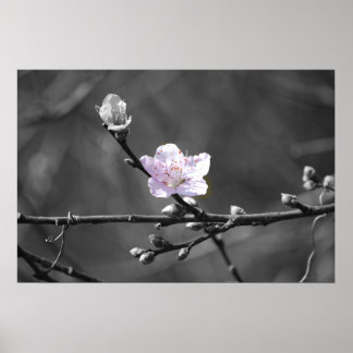 Hinweis auf rosa Kirschblossom Poster