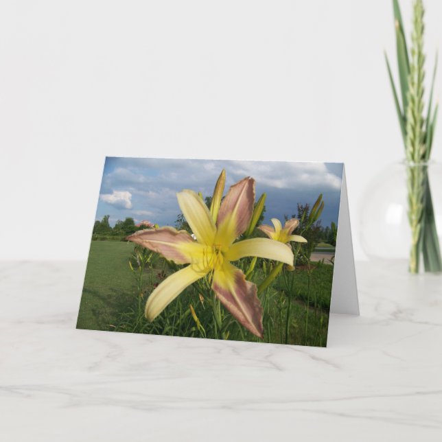 Hinweis Card Daylillies Karte (Vorderseite)