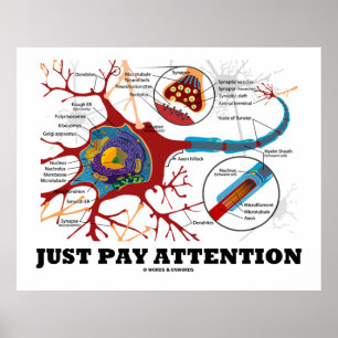 Hinweis Neuron / Synapse Poster