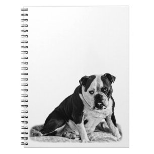 Hinweise mit einem ruhigen Bulldog Notizblock