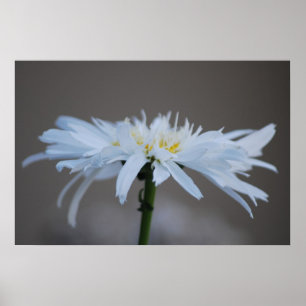 Hippiegänseblümchen und -bedeutung poster