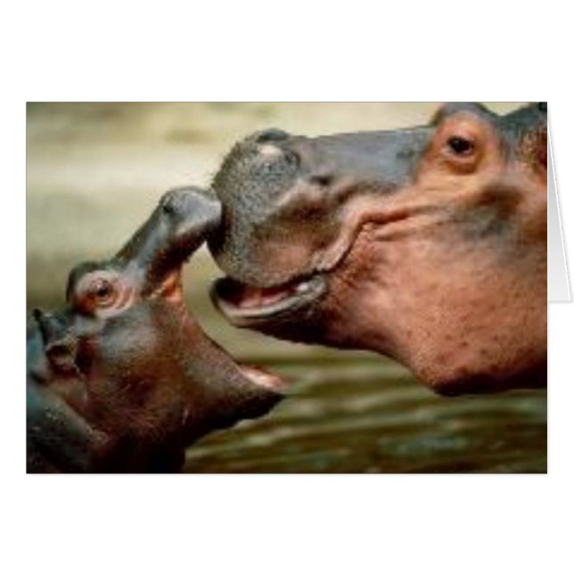 HIPPO (Vorderseite (Horizontal))