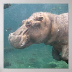 Hippo1-Poster Poster