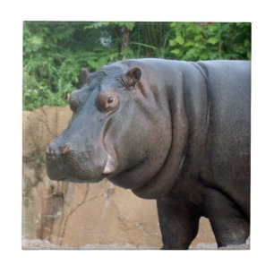 hippo-6 fliese