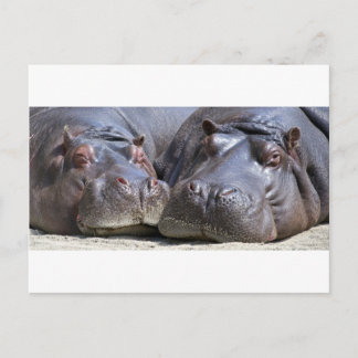 Hippo-78352 Postkarte