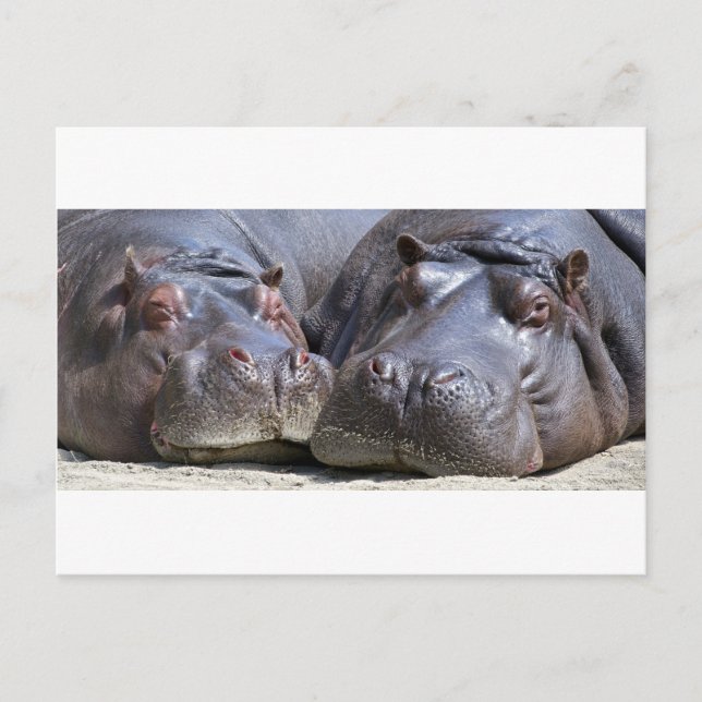 Hippo-78352 Postkarte (Vorderseite)