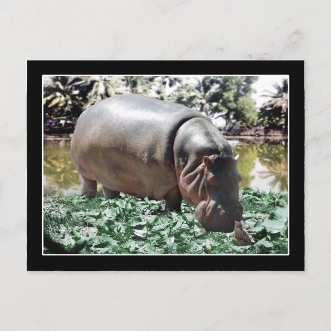 Hippo & Bird Postkarte (Vorderseite)