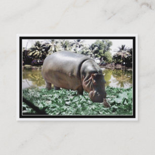 Hippo & Bird Visitenkarte