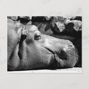 Hippo Doze Postkarte