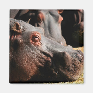 Hippo-Einstellmagnet Magnet