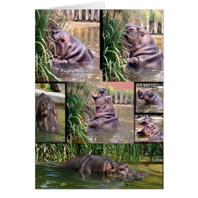 Hippo-FotoCollage, (Vorne)