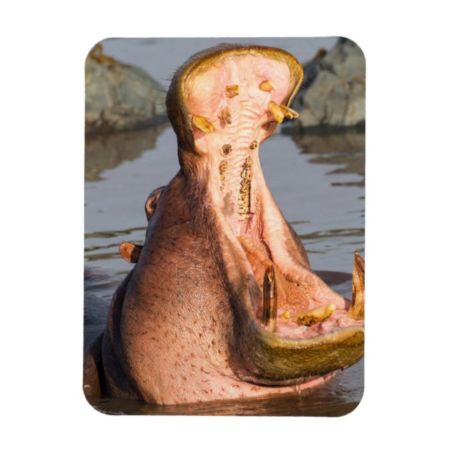 Hippo-Gähnen, Tansania Magnet (Vertikal)
