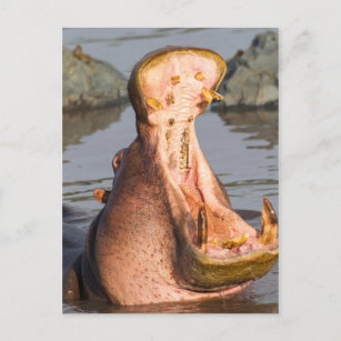 Hippo-Gähnen, Tansania Postkarte