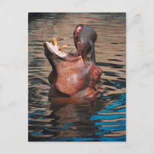 Hippo Head Postkarte