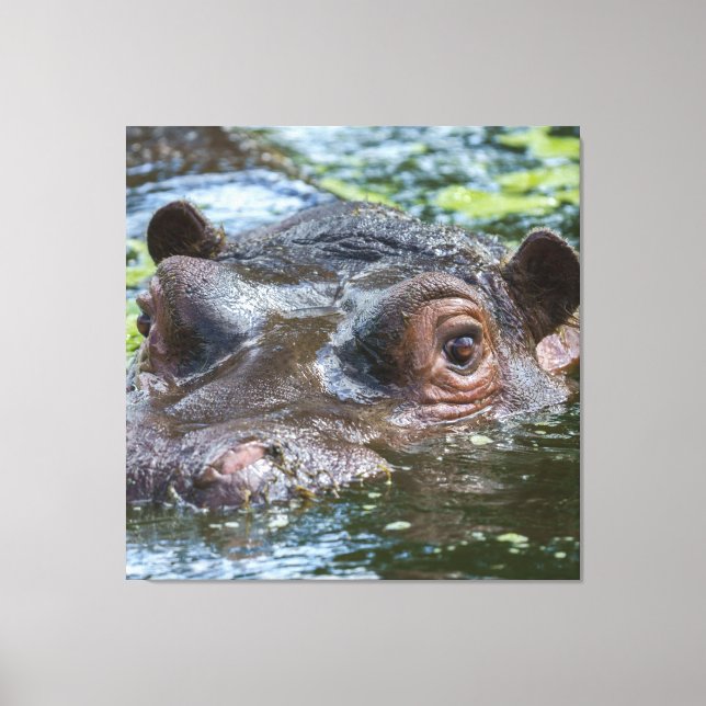 Hippo im Wassertriptychon Leinwanddruck (Vorderseite)
