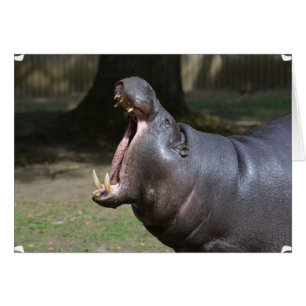 Hippo mit seiner Mundöffnung