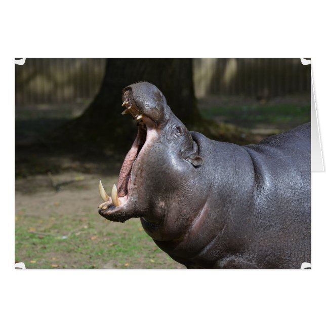 Hippo mit seiner Mundöffnung (Vorderseite (Horizontal))