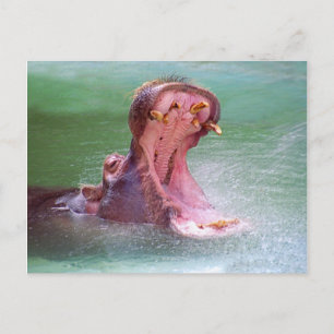 Hippo Mouth Open Postcard Postkarte