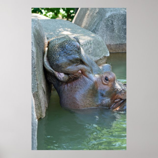 Hippo Poster (Vorne)