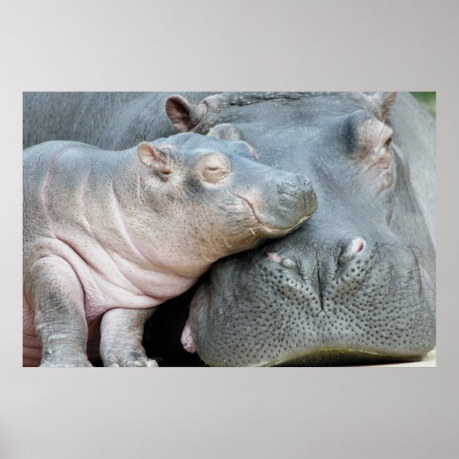 Hippo Poster (Vorne)