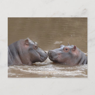Hippo Postkarte