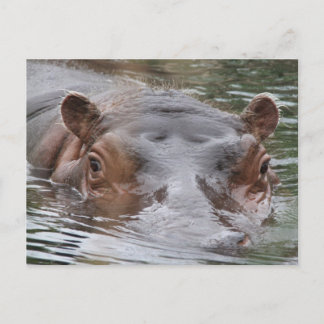 Hippo Postkarte