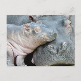 Hippo Postkarte