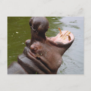 Hippo Postkarte