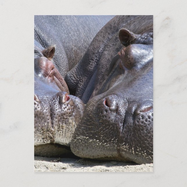 Hippo Postkarte (Vorderseite)