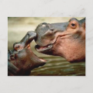 HIPPO POSTKARTE