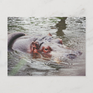 Hippo Postkarte