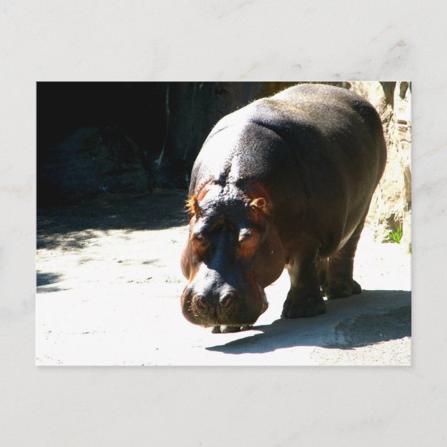 Hippo Postkarte (Vorderseite)