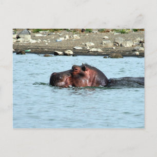 Hippo-Schwimmen Postkarte