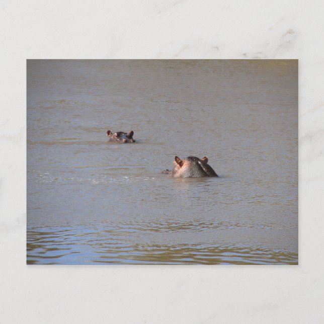 Hippo Stare Postkarte (Vorderseite)