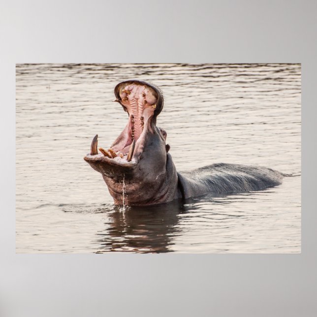 Hippo Yawn Poster (Vorne)