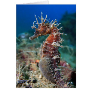 Hippokamp Ramulosus des Seepferd