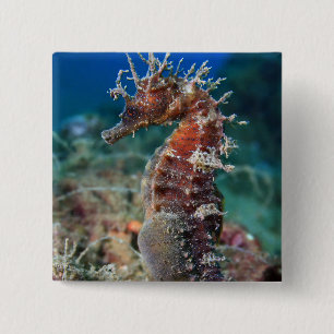 Hippokamp Ramulosus des Seepferd  Button