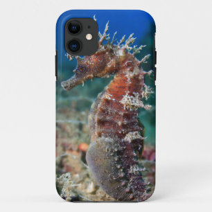 Hippokamp Ramulosus des Seepferd  iPhone 11 Hülle